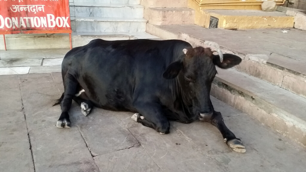 ヴァーラーナシーの街中で暮らす牛
